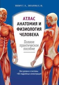 Елена Зигалова - Атлас: анатомия и физиология человека. Полное практическое пособие