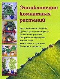 Наталья Логачева - Энциклопедия комнатных растений