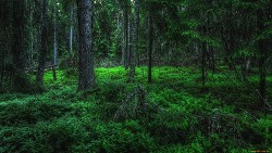 Ночь в лесу (СИ) - Катаманова Татьяна Сергеевна